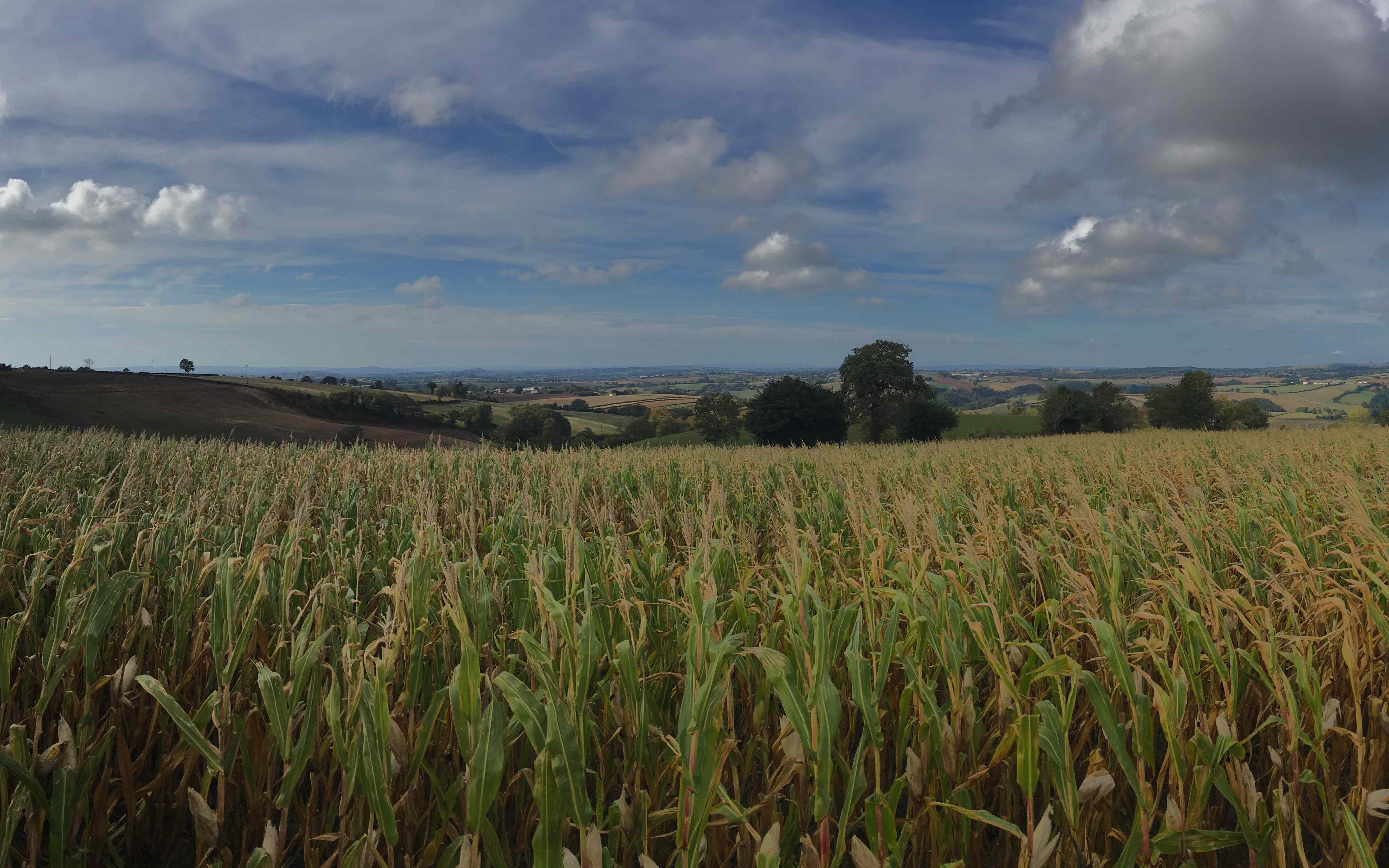 Le Champs de Maïs au dessus de Saugane