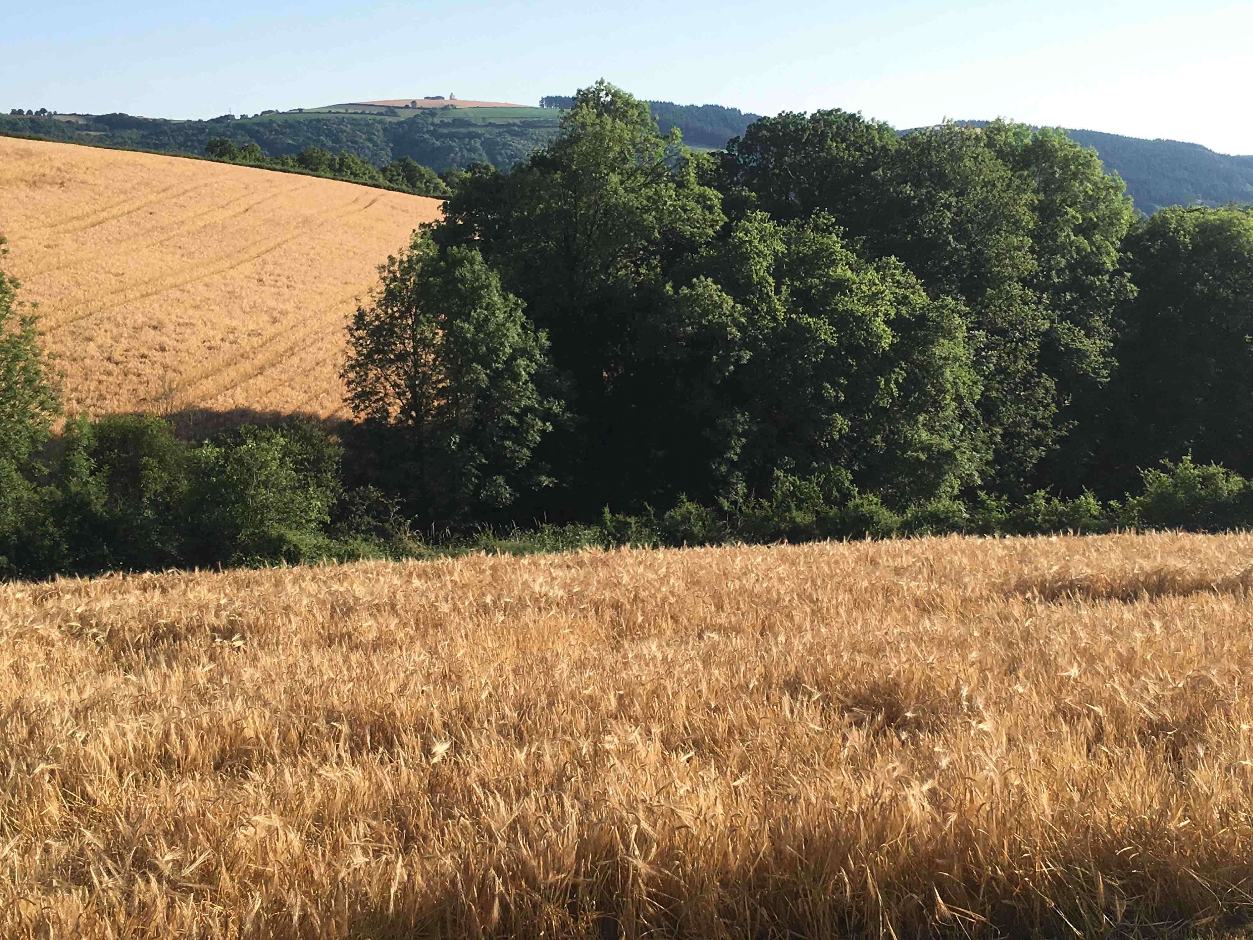 Le Champs d'orge à Brousse, en 2018