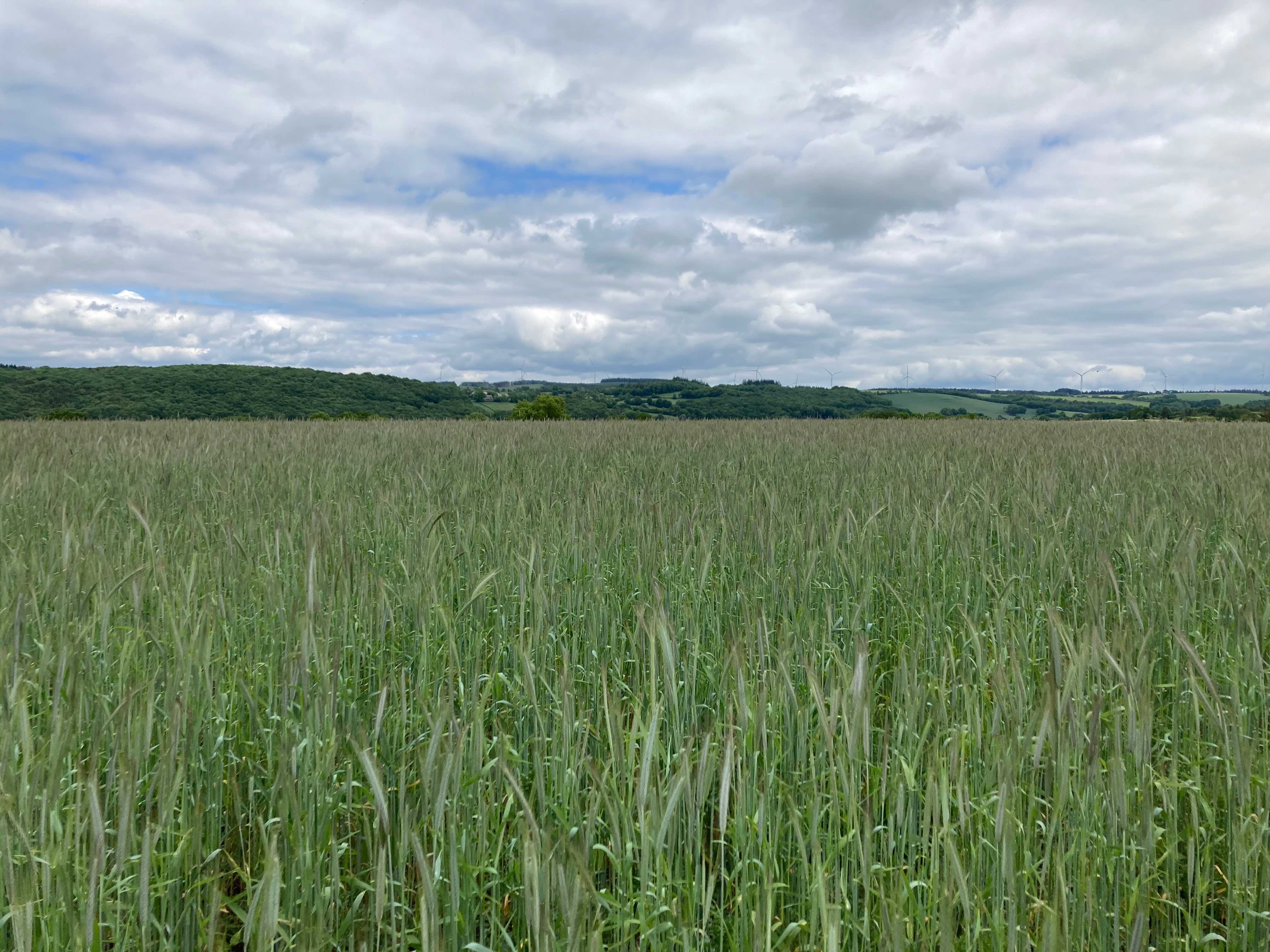 Le Champs de Seigle sur les rives du Lac de Pareloup